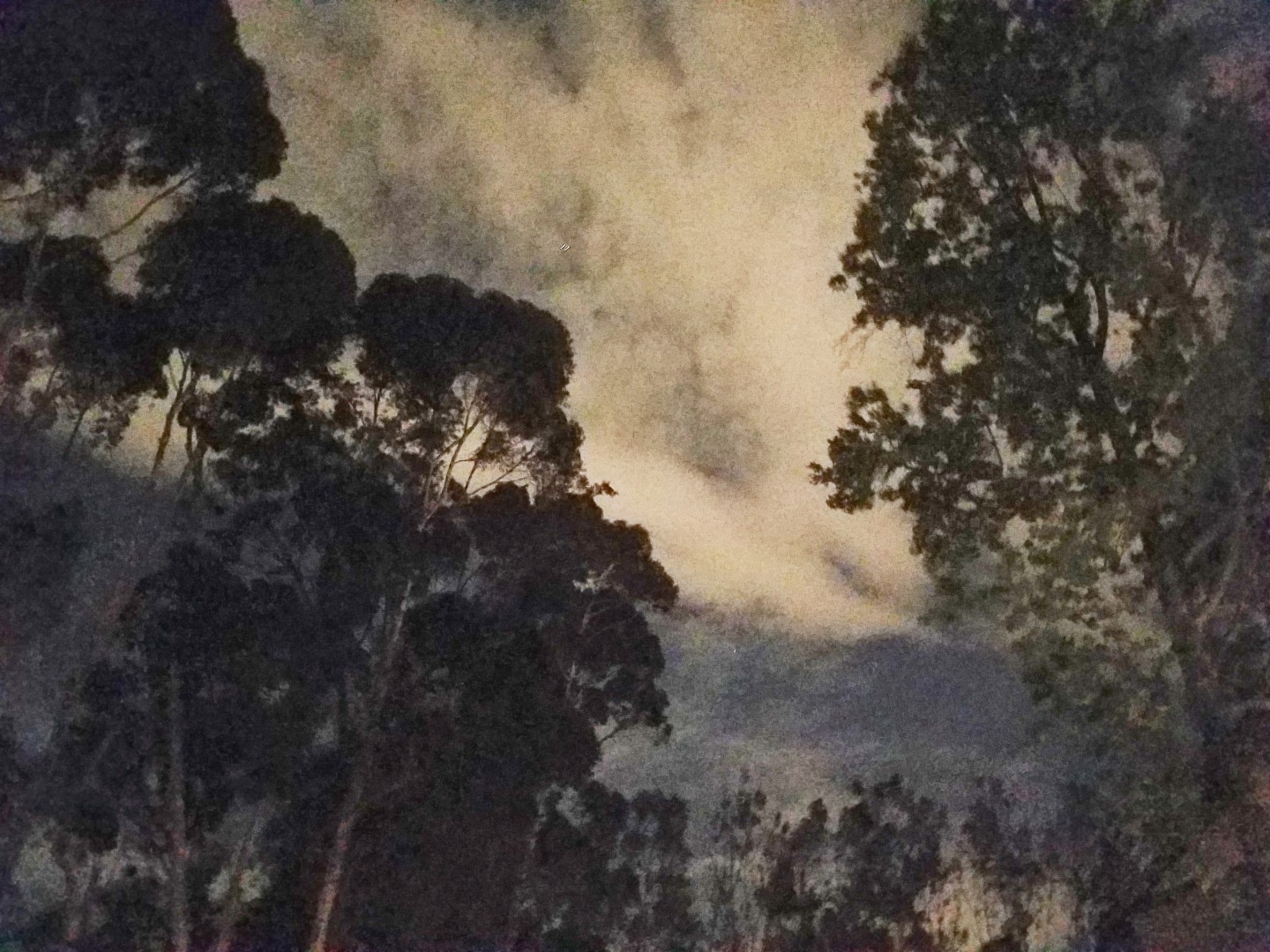 Fullerton California Trees Skyline at Night Coyote Hills April 27 2017